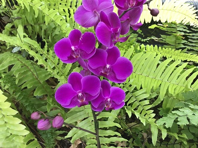 ファレノプシス